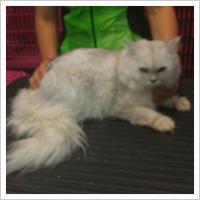 Copyright Darwin Pet Spa 2012